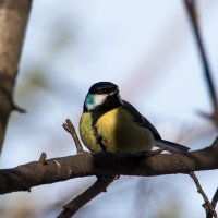 Ах, какой макияж у синички! какие щечки! :: Владимир Безбородов