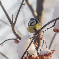 Синичка на рябине зимой :: Леонид Никитин