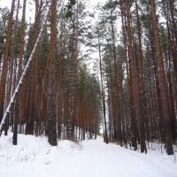 Чаща соснового леса зимой. :: Оксана Волченкова