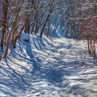 Зима в лесу :: Николай Николенко