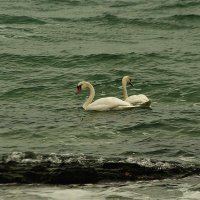 "морские" лебеди :: Александр Корчемный