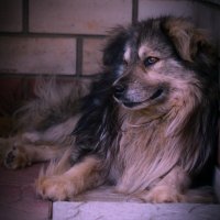 Собачья жизнь :: Валерий Лазарев
