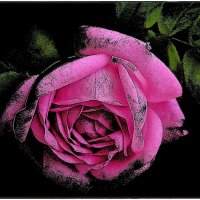 Розовая роза :: Нина Корешкова