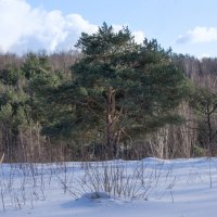 Пейзаж с сосной. :: Владимир Безбородов