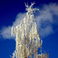 Белая берёза :: Leonid Tabakov