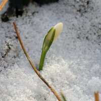У нас весна торопиться!!! :: Светлана Масленникова