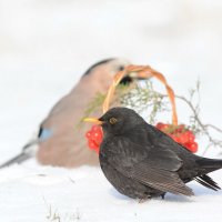 Конкуренция. :: Светлана Ивановна Медведева