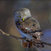 Охотник и его добыча :: Александр Потапов