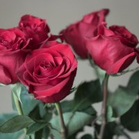 Розы :: Надежда 