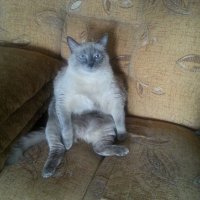 Ленивый кот. :: Мария Кип 