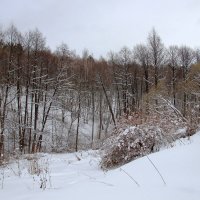 Зимний лес. :: Инна Щелокова