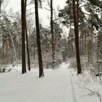 В зимнем лесу :: Милешкин Владимир Алексеевич 