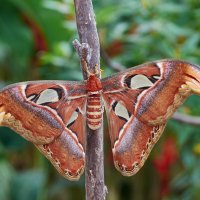 Павлиноглазка Атлас (Attacus atlas) :: Евгений Мунтян