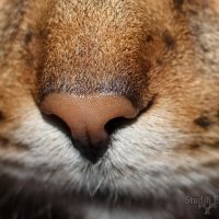 the cat&#39;s nose :: Sergey Ganja
