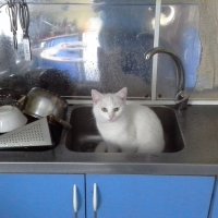 кошка в раковине :: михаил дьячук