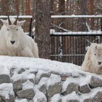 Козочки :: Владимир Габов