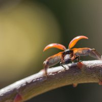 К вертикальному взлёту готов! :: Елена Ахромеева