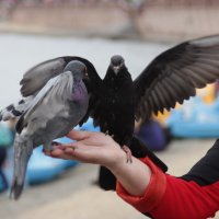 Любовь и голуби :: Инесса Тетерина
