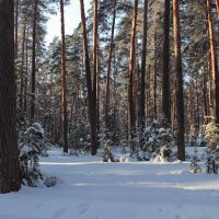 Неповторима грусть теней вечерних... :: Лесо-Вед (Баранов)