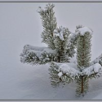 Зимний "натюрморт" :: Татьяна Соловьева