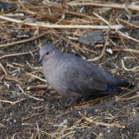 Black-winged Ground Dove :: чудинова ольга 