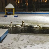 Январь,вечер,лебеди в парке... :: Тамара (st.tamara)