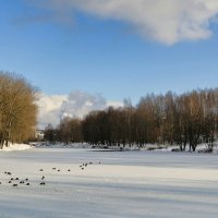 Утки на замёрзшем водоёме :: Милешкин Владимир Алексеевич 