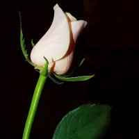 Бутон  прекрасной розы... :: Валерия  Полещикова 