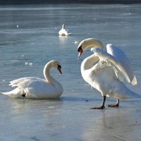 Лебеди  с реки вернулись на озеро... :: Galina Dzubina