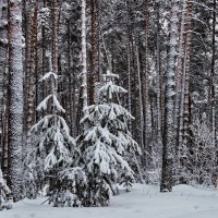 Февральская пронзительность затишья... :: Лесо-Вед (Баранов)