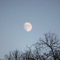 Луна в сумеречном небе-3. :: Руслан Грицунь