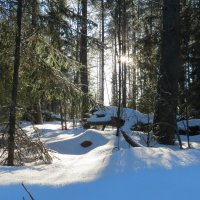 Зимний лес. Февраль. :: Алексей Халдин