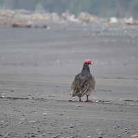 Turkey Vulture :: чудинова ольга 