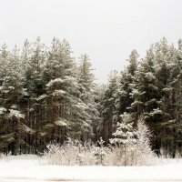 Зимний лес :: Николай Масляев