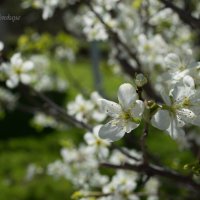 pear tree :: Mishel Obolenskaya