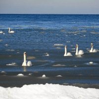Лебеди на море в Заостровье :: Маргарита Батырева
