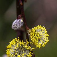 ** :: Светлана Щербакова