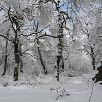 Кружится вновь снежинок хоровод :: Наталья (D.Nat@lia)