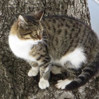 Кошка, убегая от собаки, забралась высоко на дерево и смотрит испуганно... :: Татьяна Смоляниченко