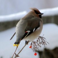 Последние ягодки :: Елена Шемякина