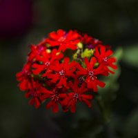 Красные цветы :: Александр Юрченко