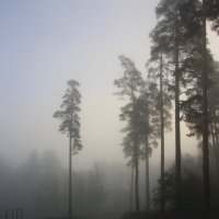 Туманный рассвет в соснах :: Валерия  Полещикова 