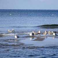 Балтийское побережье в Янтарном :: Маргарита Батырева