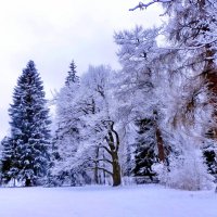 Парк зимой. :: Алексей Цветков