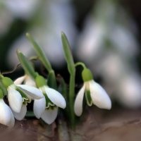 Февраль на арфе Света ведёт мелодию Весны... :: Валерий Басыров