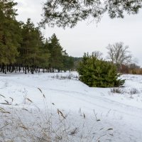 В зимнем лесу. :: Владимир M