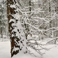 Зимний лес :: Милешкин Владимир Алексеевич 