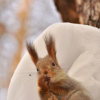 ... :: Светлана Винокурова