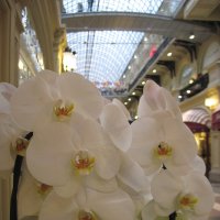 Орхидеи в ГУМе :: Маера Урусова