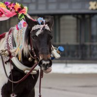 Эх прокачу... :: Ольга Лиманская